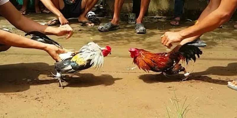 Quy định quan trọng khi bắt đầu trận đá gà ở đấu trường Thomo