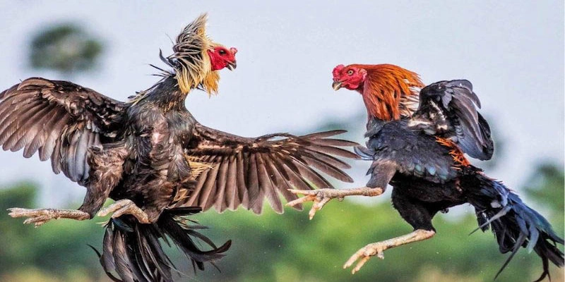 Giới thiệu sơ lược về dịch vụ đá gà Thomo nổi tiếng gần xa