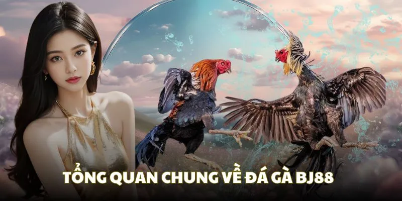 Thông tin tổng quan về sảnh đá gà tại bj88